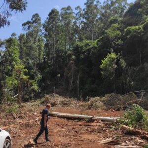 Trabalhador morre atingido por árvore no Oeste de SC. - Foto: CBMSC/Reprodução