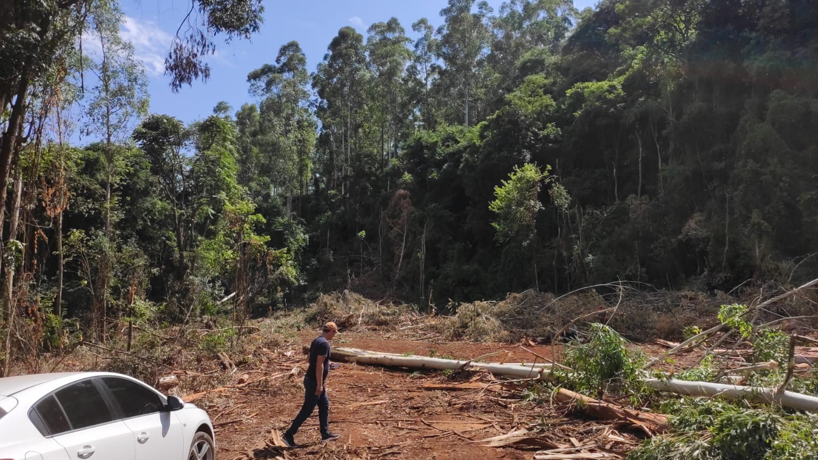 Trabalhador morre atingido por árvore no Oeste de SC. - Foto: CBMSC/Reprodução