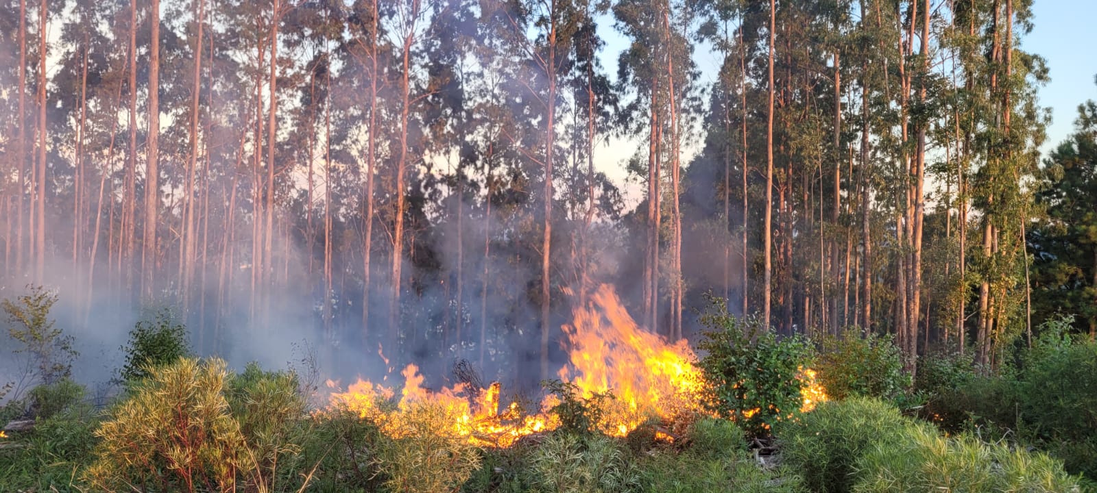 Imagem: Corpo de bombeiros