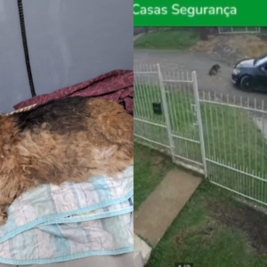 Cadela é atropelada e motorista foge sem prestar socorro em Lages