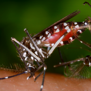 Dengue: mais de 6 mil brasileiros morrem em 2024. - Foto: Canva/Reprodução