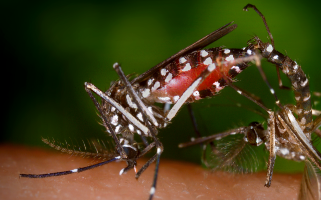 Dengue: mais de 6 mil brasileiros morrem em 2024. – Foto: Canva/Reprodução