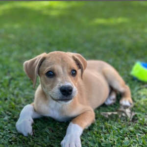 Lages terá duas feiras de adoção de animais neste fim de semana