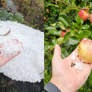 Chuva de granizo atinge pomares de maçã na Serra | Fotos: Sérgio Felipe Rodrigues