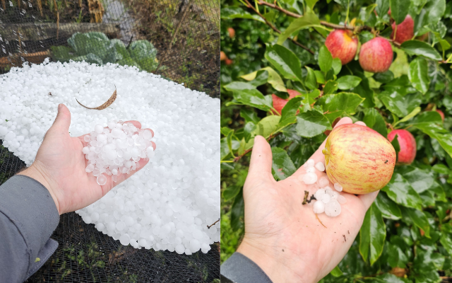 Chuva de granizo atinge pomares de maçã na Serra | Fotos: Sérgio Felipe Rodrigues