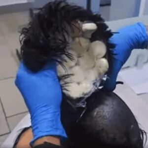 Foto: SBT News | reprodução
