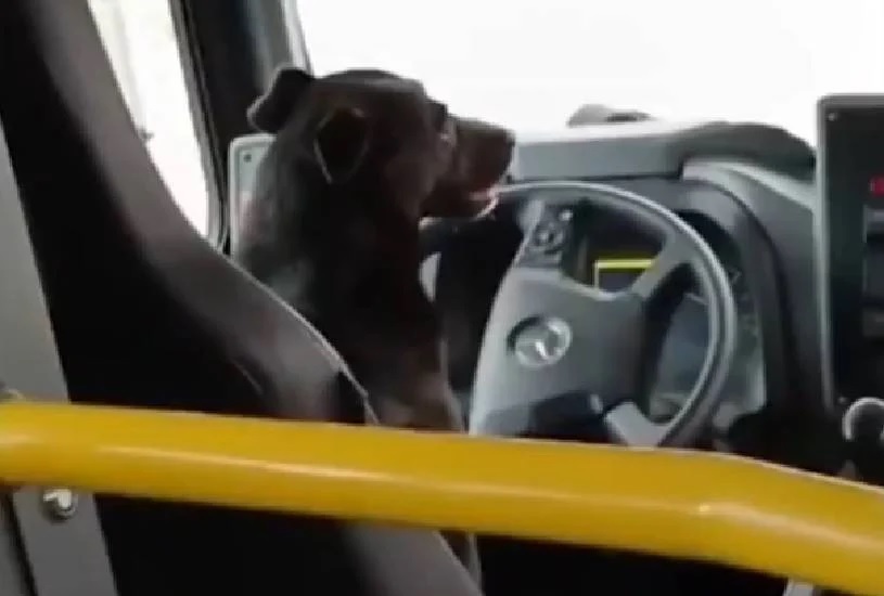 Cachorro “assume o volante” de ônibus e vídeo viraliza