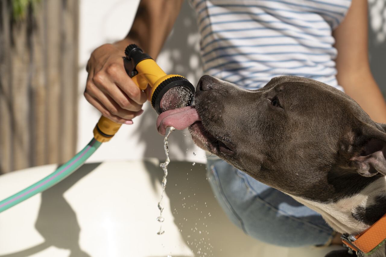 Calor intenso exige atenção com animais