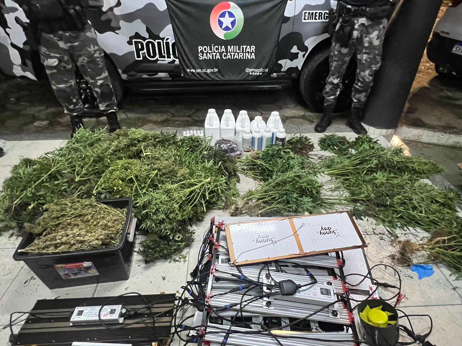 Polícia encontra 80 pés de skank durante operação em Florianópolis. – Foto: PMSC/Reprodução