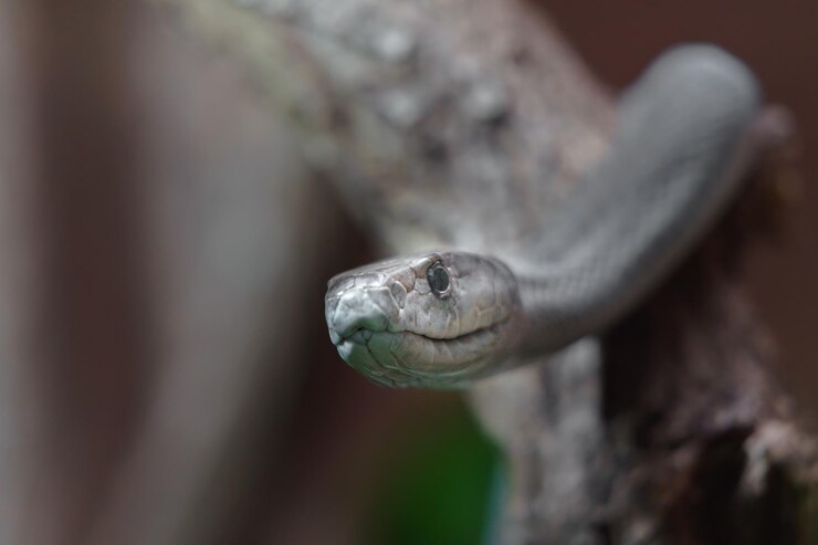 cobra venenosa da espécie urutu-cruzeiro