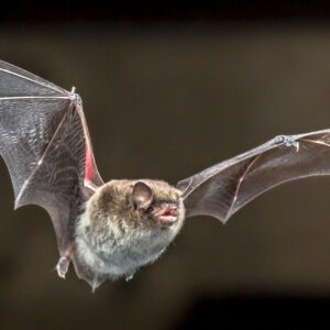 Pesquisadores descobrem novo coronavírus em morcegos no Brasil