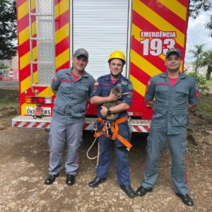Gato é resgatado pelos bombeiros após ficar três dias em copa de árvore em São Joaquim | Foto: 5º BBM