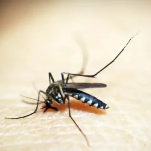 Santa Catarina enfrenta epidemia de chikungunya com crescimento de 568%