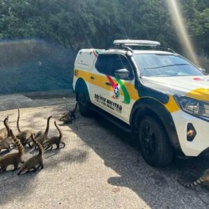 PMRv recebe reforços inusitados durante policiamento na SC-390 | Foto: PMRv SC