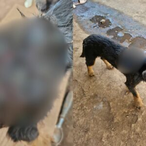 Cachorro 'necrosado' é encontrado em pequena cidade de SC; tutora foi presa | Foto: PC/Reprodução