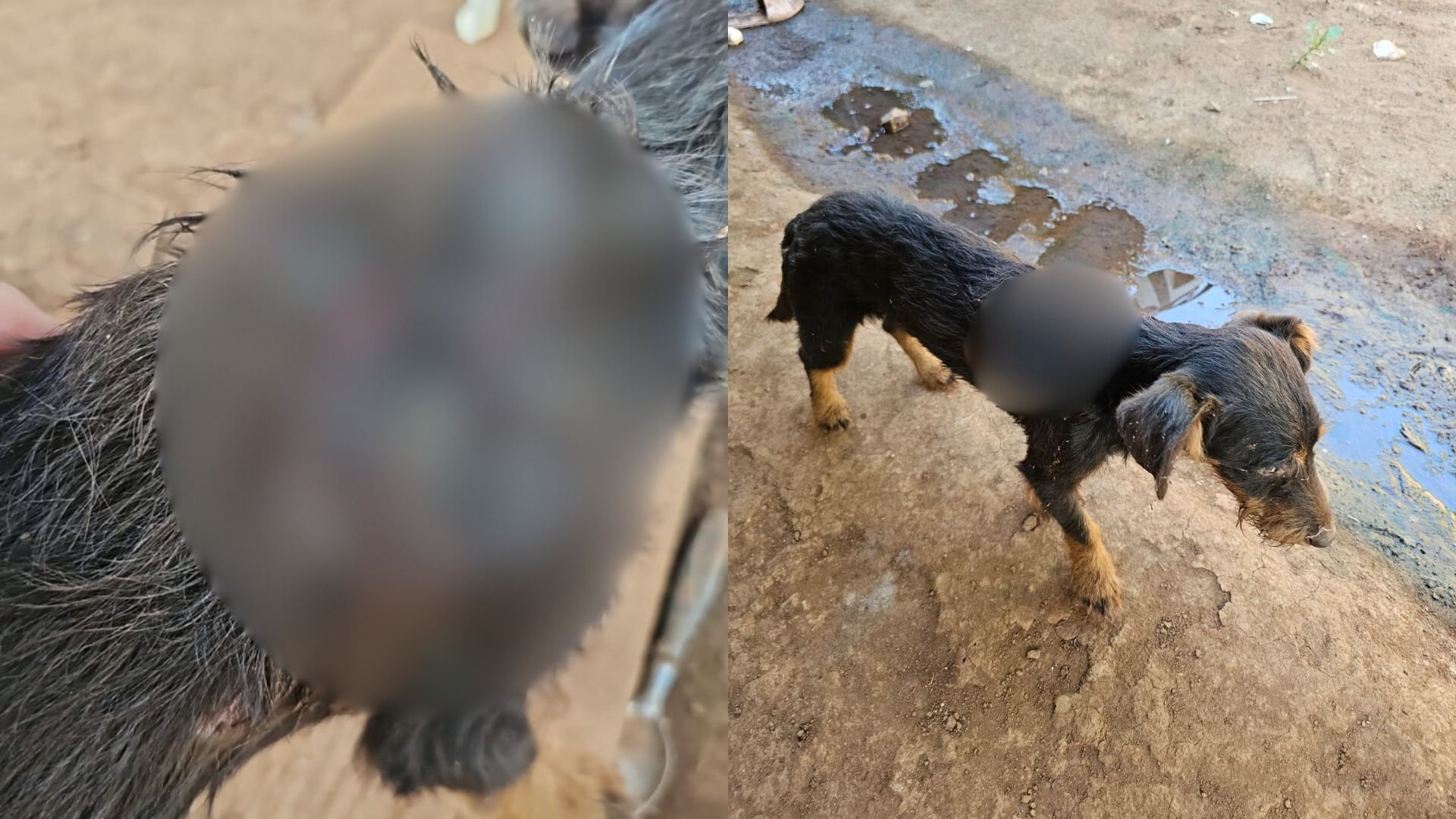 Cachorro ‘necrosado’ é encontrado em pequena cidade de SC; tutora foi presa | Foto: PC/Reprodução