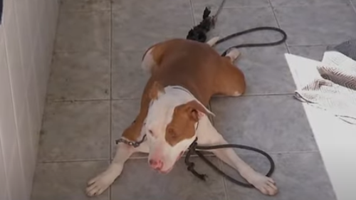 Pitbull dispara arma por acidente contra próprio dono | Foto: Reprodução/SBT News