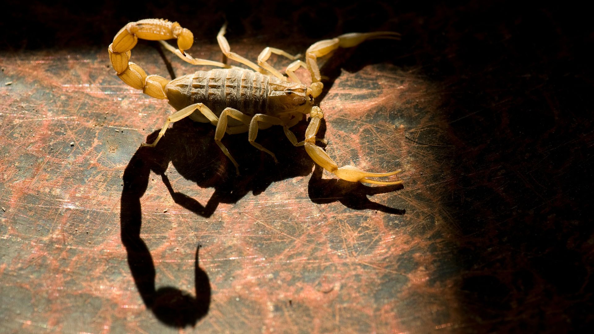 Foi picado por um escorpião? Saiba o que fazer imediatamente. – Foto: Canva/Reprodução Foi picado por um escorpião? Saiba o que fazer imediatamente. – Foto: Canva/Reprodução