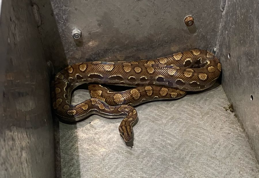 Cobra é encontrada em Itapema e surpreende ao aparecer em cano de água; veja imagens | Foto: CBMSC | divulgação