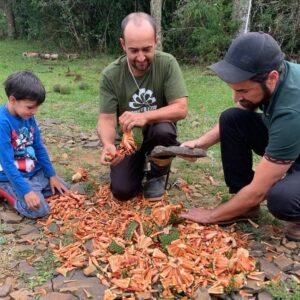 Aberta a temporada de pinhão em Santa Catarina | Foto: Schaina Marcon/Rádio Clube de Lages