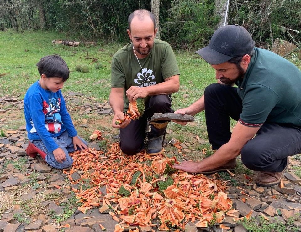 Aberta a temporada de pinhão em Santa Catarina | Foto: Schaina Marcon/Rádio Clube de Lages