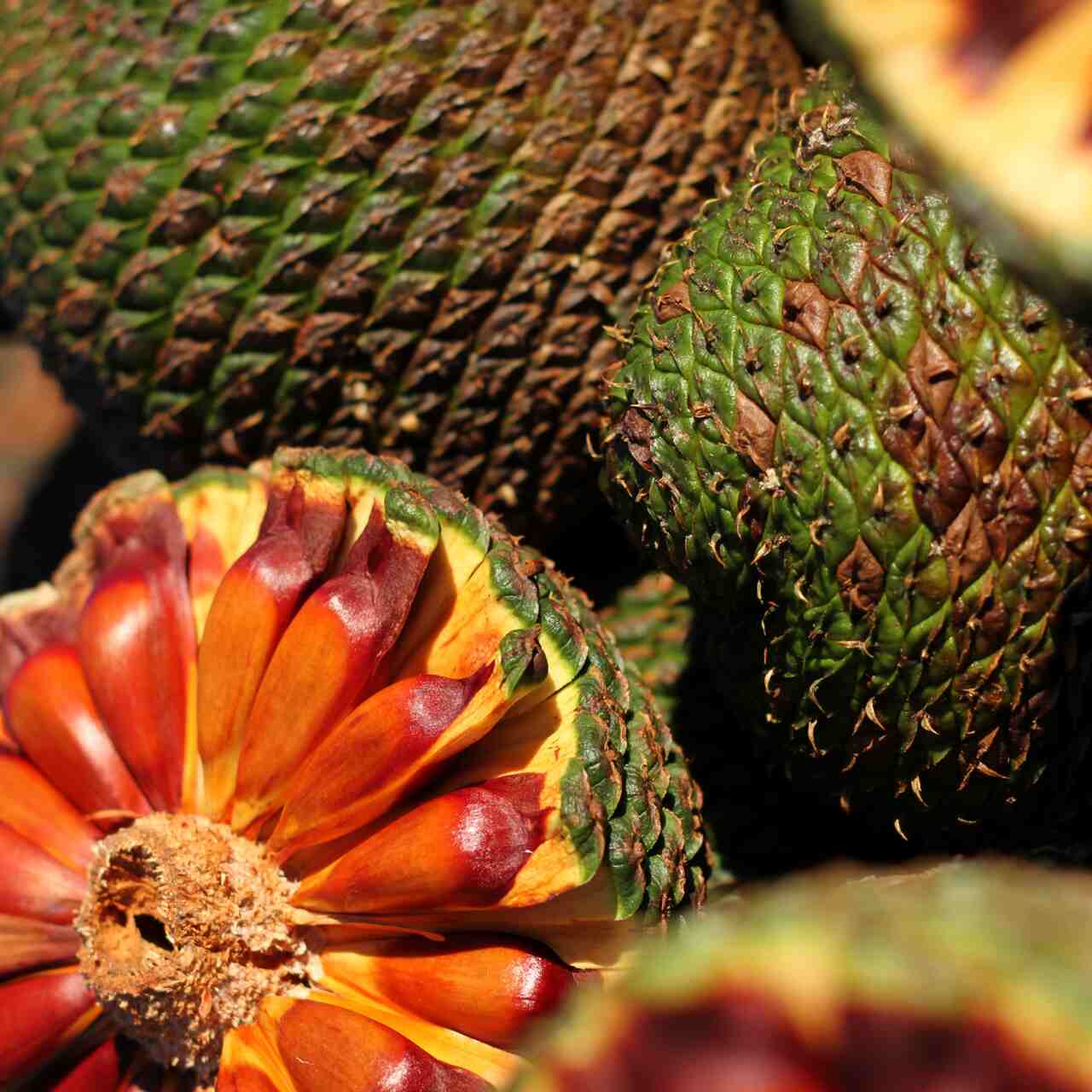 Celesc alerta para riscos de acidentes com rede elétrica durante a colheita do pinhão | Foto: Divulgação Celesc