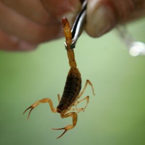 Escorpião mais perigoso do Brasil é encontrado em cidade de SC | Foto: Prefeitura de Barra Velha | divulgação