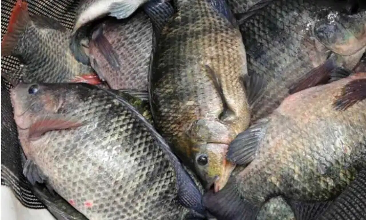 Feira do Peixe Vivo acontecerá em Lages nos dias 16 e 17 de abril | Foto: reprodução redes sociais 