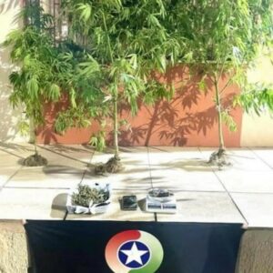 Homem é preso com drogas e plantas de maconha em Lages |  Foto: PMSC-6º BPM