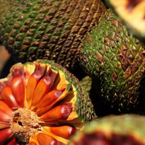 Inscrições abertas Concurso Gastronômico do Pinhão 2025 em Lages | Foto : Divulgação Celesc