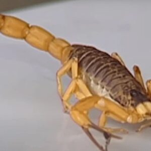 Menino de 7 anos morre após ser picado por escorpião | Foto: SBT News