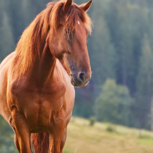 Mulher cai de cavalo e é arrastada por 10 metros no Norte de SC | Foto: ilustrativa/Freepik