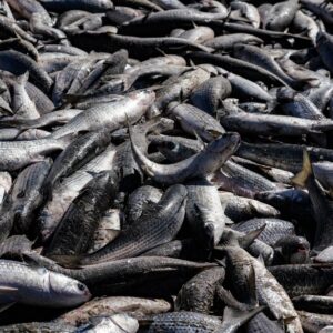 PGE vai à justiça para derrubar cotas na pesca artesanal da tainha. - Foto: Divulgação PGE/SC