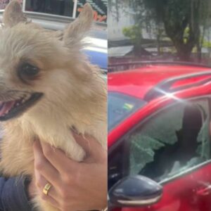 Guarda Municipal quebra vidro de carro para salvar cachorro em SC; veja o vídeo | Imagem: reprodução/ Frada