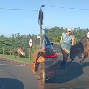 Touro persegue pedestre, pula em carros e causa alvoroço; vídeo impressionante | Foto: reprodução | SBT News
