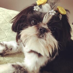 Cachorrinha morre em pet shop em SC | Foto: Arquivo Pessoal