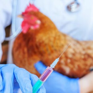 SC tem três casos suspeitos de gripe aviária | Imagem Ilustrativa/Reprodução