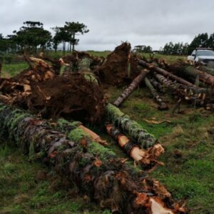 Corte ilegal de araucárias e dano ambiental flagrados em São Joaquim| Foto: PMA Lages