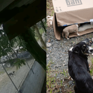 Homem é indiciado por maus-tratos após abandono de cães em SC | Foto: PCSC/Divulgação