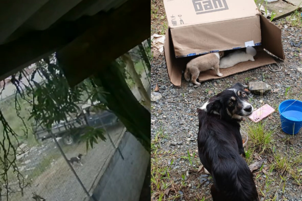 Homem é indiciado por maus-tratos após abandono de cães em SC | Foto: PCSC/Divulgação