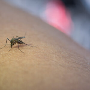 Itajaí confirma segunda morte por dengue em 2025 | Foto: Freepik/reprodução