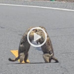 VÍDEO: briga de marmotas congestiona rodovia e viraliza | Foto: Redes sociais/Reprodução
