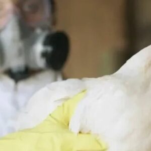 Trabalhador é isolado com suspeita de gripe aviária após surto em granja no RS | Foto: Reprodução. 