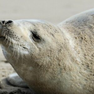 Foca 'rara' é encontrada no Litoral Sul de SC; veja imagens | Foto: PMP-BS/Reprodução