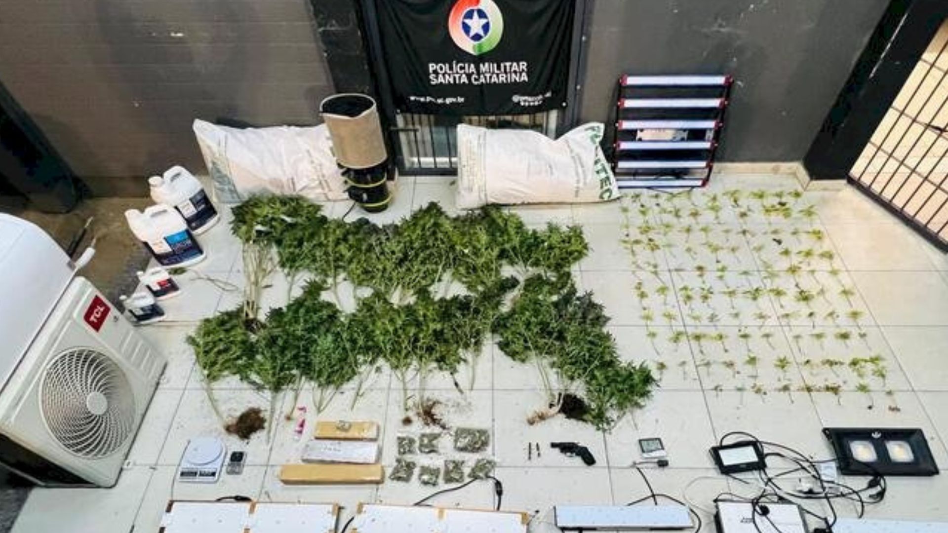 Polícia encontra estufa com 125 pés de maconha em casa no Norte da Ilha | Imagem: PMSC