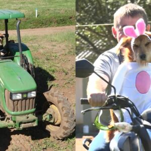 VÍDEO: cão 'pilota' trator em SC e viraliza nas redes sociais | Foto: Andrés Rodriguez/SCC/Reprodução