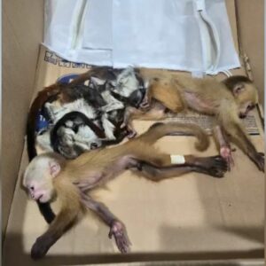 Casal tenta embarcar em avião com macacos escondidos em roupas íntimas | Foto: X/Reprodução