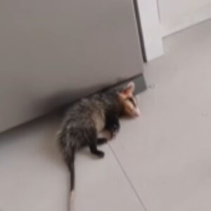 VÍDEO: Gambá ‘bêbado’ dorme entre garrafas quebradas após invadir casa em SC | Imagem: reprodução/ redes sociais