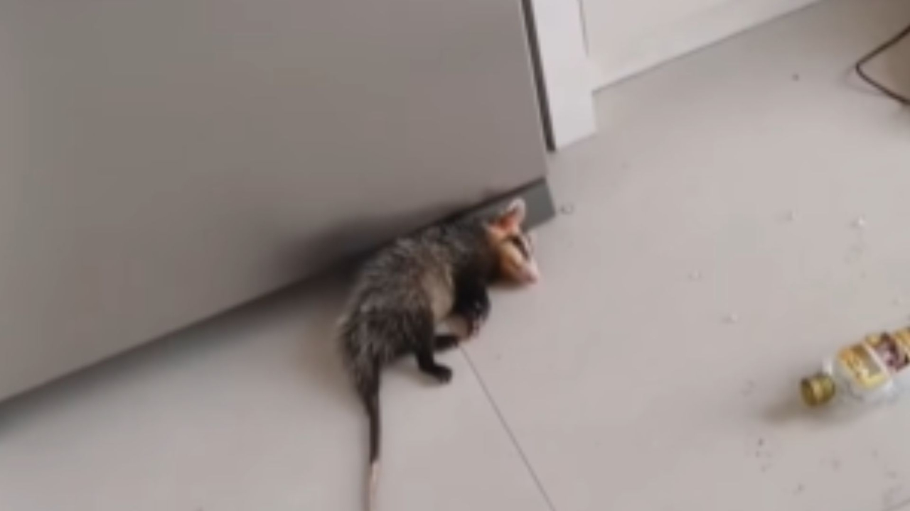 VÍDEO: Gambá ‘bêbado’ dorme entre garrafas quebradas após invadir casa em SC | Imagem: reprodução/ redes sociais