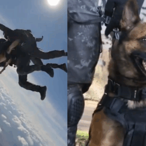 Cachorro da PM se torna o primeiro cão policial a saltar de paraquedas no Brasil | Foto: Reprodução/Redes Sociais 